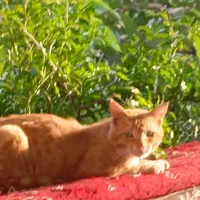 گربه نژاد دار گارفیلد