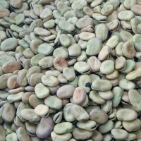 باقلا|خوردنی و آشامیدنی|شیراز, محمدیه|دیوار