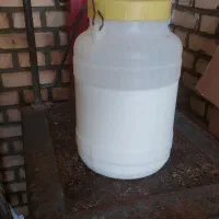 شیر تازه گاو