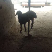 بره ماده چاق زیر قوچی