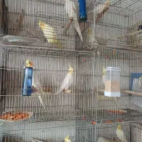 فروش جفت عروس مولد یا معاوضه