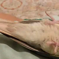 قبول واگذاری پرنده