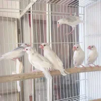 جفت نرگسی