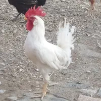 خروس فروشی