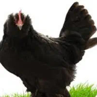 تخم مرغ نطفه دار نژاد کوشین و محلی