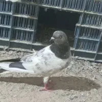 کبوتر پاکستانی