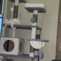 درخت گربه اسکرچر خانه گربه