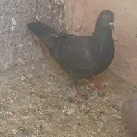 کبوتر|پرنده|نیشابور, سرآب کوشک|دیوار