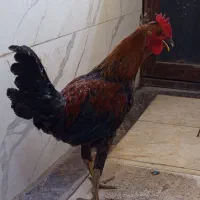خروس|حیوانات مزرعه|کرج, گلدشت|دیوار