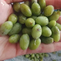 ابقره