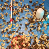 جوجه بلدرچین