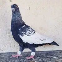 کبوتر سینه