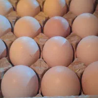 تخم مرغ زرده طلایی ۱۲.۵ کیلویی
