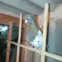کبوتر کله و سار المانی کوتوله برزیلی
