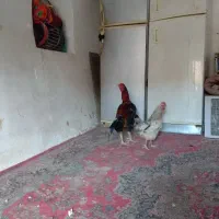 خروس خوب