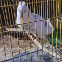 کبوتر نر سرحال