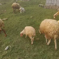 گوسفند زنده