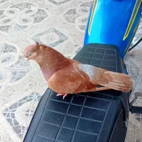 کبوتر