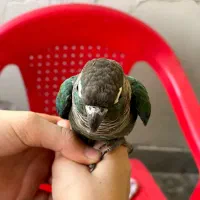 گیرینچک تراکوییس