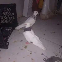 کبوتر طوقی الماسی با طوقی سیاه معاوضه با کبوتر