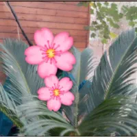 سیکاس ،  تعداد ده تا  کوچیک و بزرگ