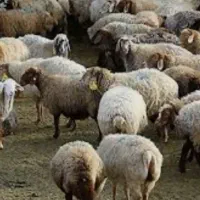 قصابی