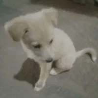 سگ پاکوتا