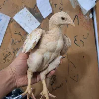 فروش سه عدد جوجه لاری