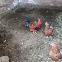 خروس|حیوانات مزرعه|مشهد, کوی سیدی|دیوار