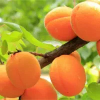 نهال زردآلو پیوندی درجه یک
