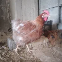 مرغ وزن سنگین