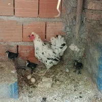 مرغ گلین با جوجه