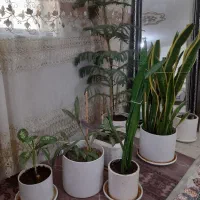 گل وگلدان