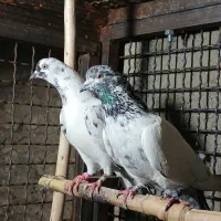 کبوتر