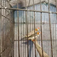 فنچ کینگ|پرنده|الوند, |دیوار