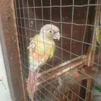 گرینچیک نرم و ماده رنگ آناناسی
