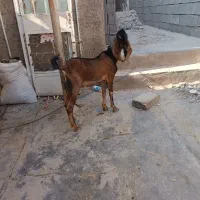 بیگ نر|حیوانات مزرعه|مسجد سلیمان, |دیوار