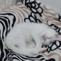 گربه برتیش