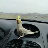 عروس هلندی نر اهویی