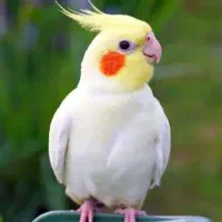 یک‌ عروس هلندی  نر   به فروش میرسد