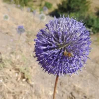 موم عاج شده