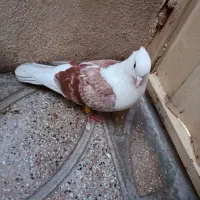 دوکت