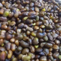 فروش  محدود مغز بنه دستی درشیراز