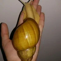 حلزون البینو بچه حلزون