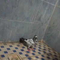 کبوتر تی دی پاکستانی اصل