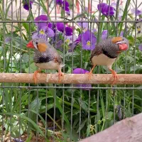 فنچ|پرنده|دلیجان, |دیوار