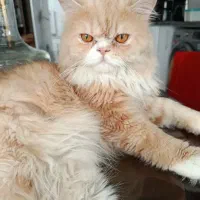 جفت گیری گربه پرشین