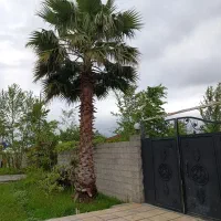 یک عدد درخت پالم