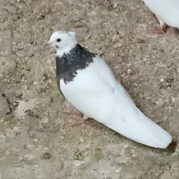کبوتر