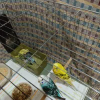 مرغ عشق عروس هلندی مولد